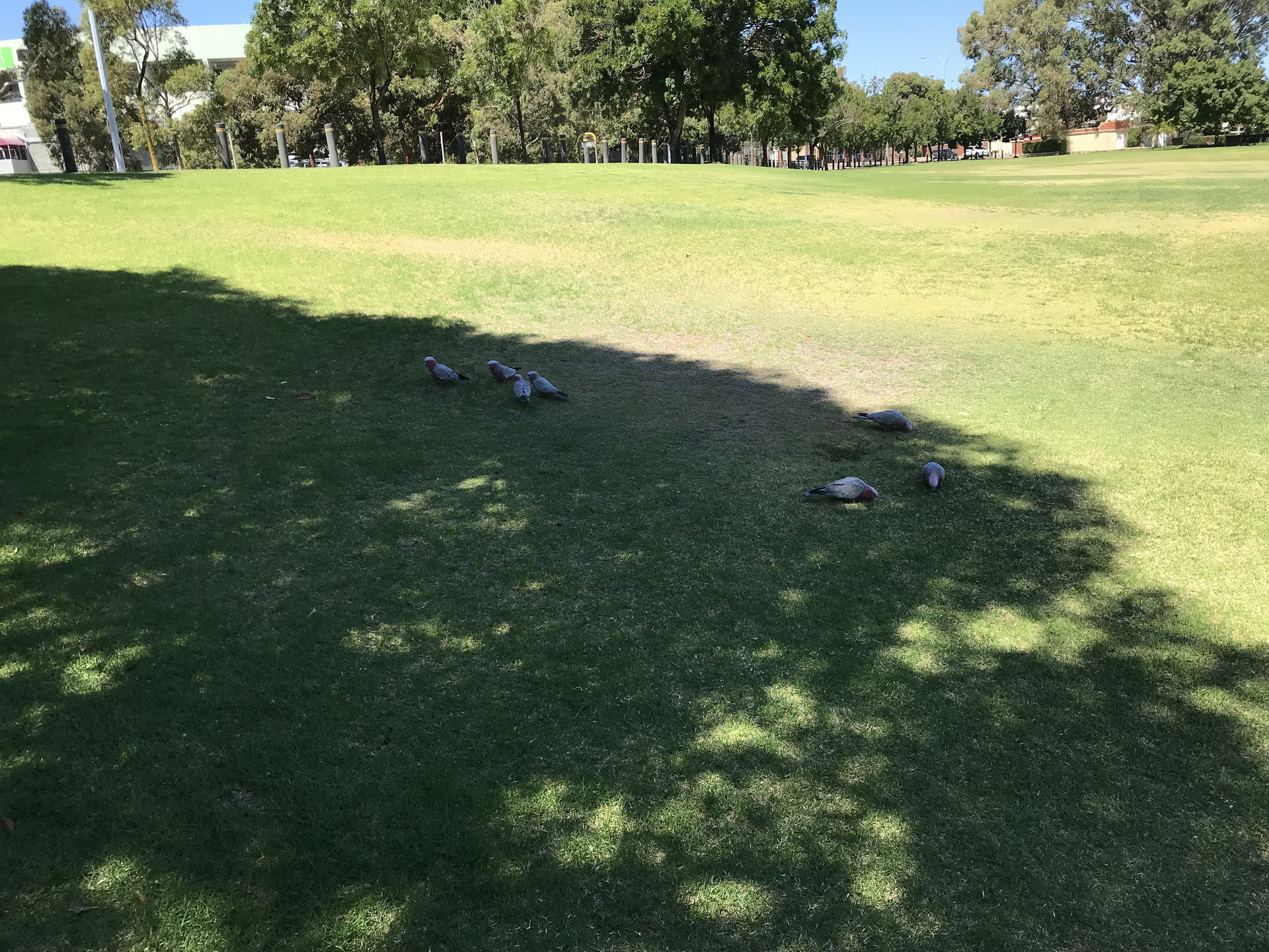 ������ ������� ��� ������� &ndash; ������� - ���� (���������) Parrots instead of doves in Perth, Australia